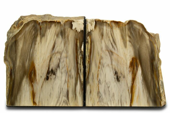 Tall Colorful Petrified Wood Bookends - Washington #338272